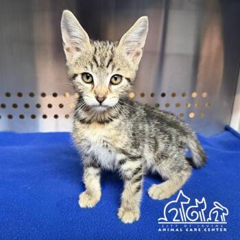 ROBBI -  Domestic Short Hair Cat for Adoption in Irvine, California - ROBBI | PetCurious