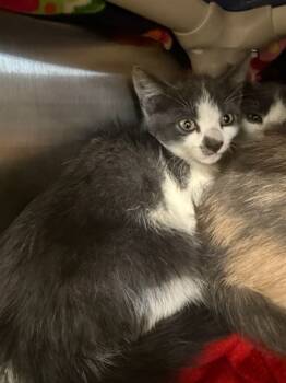 Rescue Domestic Short Hair Cats for Adoption in Fremont, California - PHAT BOB | PetCurious