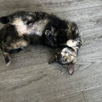Domestic Short Hair Cats Available for Adoption in Georgetown, Kentucky - Matilda | PetCurious