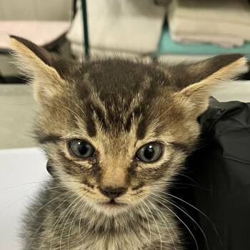 Minnie -  Domestic Short Hair Cat for Adoption in Las Cruces, New Mexico - Minnie | PetCurious