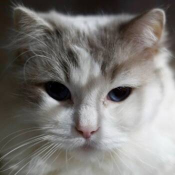 Ragdoll Cats Available for Adoption in St. George, Utah - Stella | PetCurious