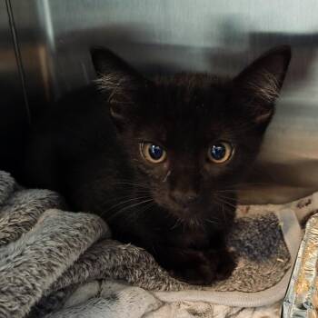 Tortilla -  Domestic Short Hair Cat for Adoption in Pompano Beach, Florida - Tortilla | PetCurious