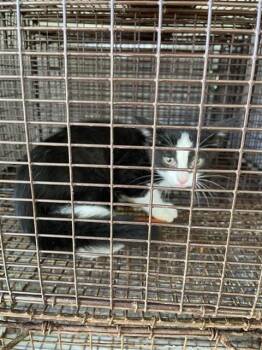 A658407 -  Domestic Short Hair Cat for Adoption in Houston, Texas - A658407 | PetCurious