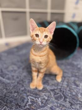 Rescue Domestic Short Hair Cats for Adoption in Boca Raton, Florida - Hawk & Rusty BONDED | PetCurious