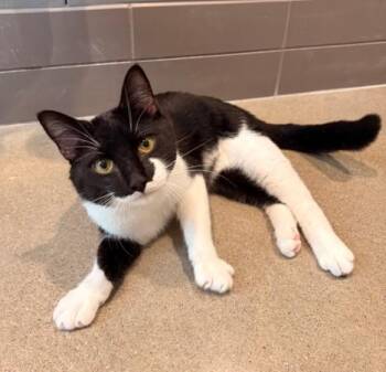 BURK -  Domestic Short Hair Cat for Adoption in Leesburg, Virginia - BURK | PetCurious