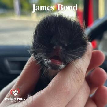 Bond, James Bond -  Domestic Short Hair Cat for Adoption in Council Bluffs, Iowa - Bond, James Bond | PetCurious