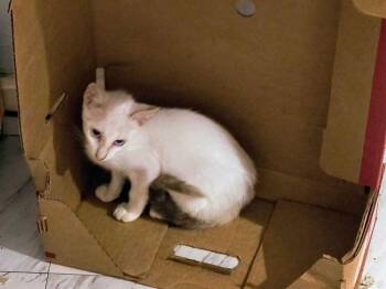 Domestic Short Hair Cats Available for Adoption - Stellar | PetCurious