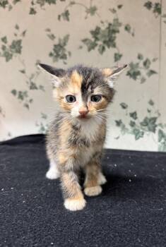 Rescue Domestic Medium Hair Cats for Adoption in Shelby County, Texas - Eclipse | PetCurious