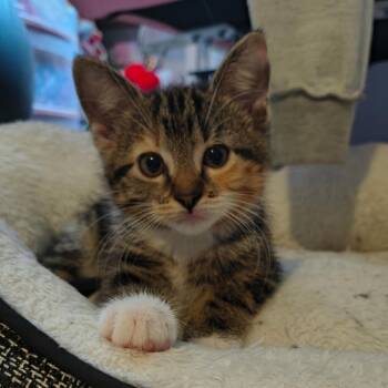 Twilight Cappuccino -  Domestic Short Hair Cat for Adoption in Columbia, Missouri - Twilight Cappuccino | PetCurious