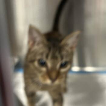 Sheila -  Domestic Short Hair Cat for Adoption in Greensboro, North Carolina - Sheila | PetCurious