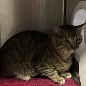 Champ* -  Domestic Short Hair Cat for Adoption in San Gabriel, California - Champ* | PetCurious