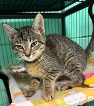 Sketch -  Domestic Short Hair Cat for Adoption in Frankfort, Kentucky - Sketch | PetCurious