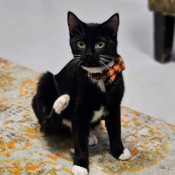 Scratch -  Domestic Short Hair Cat for Adoption in Endicott, New York - Scratch | PetCurious