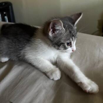 Wilbur -  Domestic Short Hair Cat Available for Adoption in New York, New York - Wilbur | PetCurious