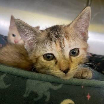 Giraffe -  Domestic Short Hair Cat for Adoption in Dayton, Ohio - Giraffe | PetCurious