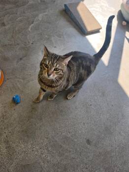 Bengal Cats Available for Adoption - Nala | PetCurious