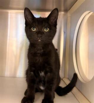 BAILEY -  Domestic Short Hair Cat for Adoption in Rancho Cucamonga, California - BAILEY | PetCurious