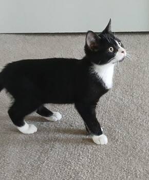 Princess -  Domestic Short Hair Cat for Adoption - Princess | PetCurious