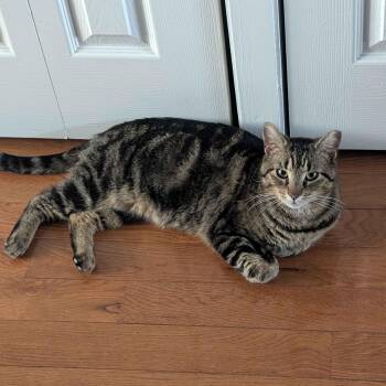 Jonny (FIV) -  American Shorthair Cat for Adoption in Weehawken Township, New Jersey - Jonny (FIV) | PetCurious