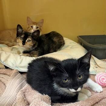Laurie -  Domestic Short Hair Cat for Adoption in East Hanover, New Jersey - Laurie | PetCurious