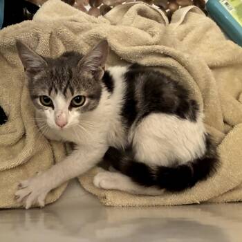 Rescue Domestic Short Hair Cats for Adoption in New York, New York - Peanut | PetCurious