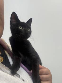 Honey Badger -  Domestic Short Hair Cat for Adoption in Hilton Head Island, South Carolina - Honey Badger | PetCurious