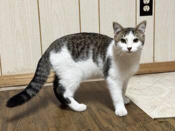 Jeeko -  Tabby Cat for Adoption in Hamilton, Ontario - Jeeko | PetCurious