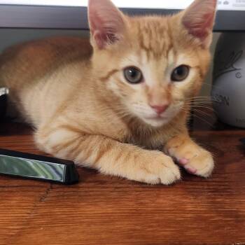 Tigger -  Domestic Short Hair Cat for Adoption in Richmond, Virginia - Tigger | PetCurious