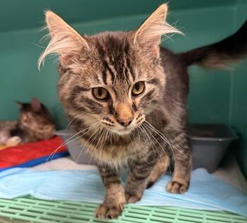 Jimothy -  Domestic Long Hair Cat for Adoption in Topeka, Kansas - Jimothy | PetCurious