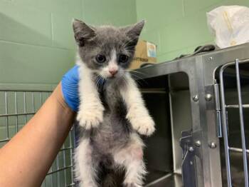 A231975 -  Domestic Short Hair Cat for Adoption in Grand Prairie, Texas - A231975 | PetCurious