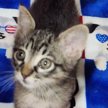 Domestic Short Hair Cats Available for Adoption in Corsicana, Texas - Lotus K46622 | PetCurious