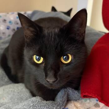 Barrel -  Domestic Short Hair Cat for Adoption in Morristown, Vermont - Barrel | PetCurious