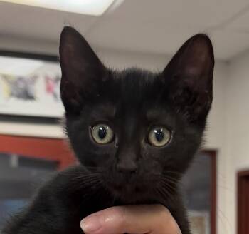 Caelum -  Domestic Short Hair Cat for Adoption in Slidell, Louisiana - Caelum | PetCurious