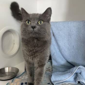 Wesin -  Domestic Medium Hair Cat for Adoption in Warwick, Rhode Island - Wesin | PetCurious