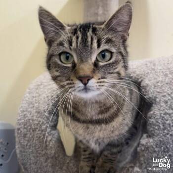 Domestic Short Hair Cats Available for Adoption - Annie | PetCurious