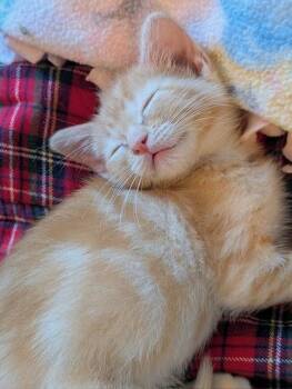 Cutie -  Domestic Short Hair Cat for Adoption in Omaha, Nebraska - Cutie | PetCurious