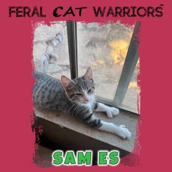 Sam MS -  Domestic Short Hair Cat for Adoption in Squamish, British Columbia - Sam MS | PetCurious