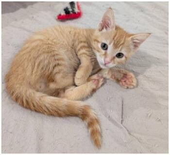 Dublin -  Domestic Short Hair Cat for Adoption in Oak Ridge, Tennessee - Dublin | PetCurious