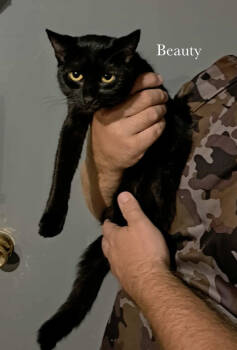 Rescue Domestic Short Hair Cats for Adoption in Morehead, Kentucky - Beauty | PetCurious