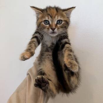 Domestic Long Hair Cats Available for Adoption in Chattanooga, Tennessee - Ruffles | PetCurious