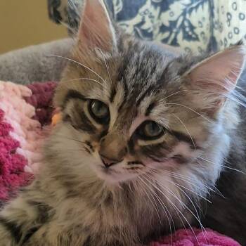 Varnish -  Domestic Medium Hair Cat for Adoption in Richmond, Virginia - Varnish | PetCurious