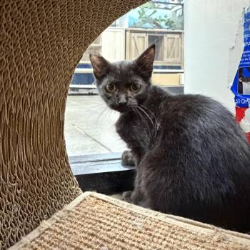 Lime -  Domestic Short Hair Cat for Adoption in Buffalo, New York - Lime | PetCurious