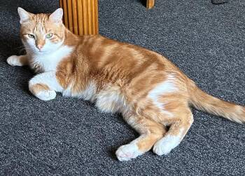 Oliver Medvetz - Courtesy Listing -  Domestic Short Hair Cat for Adoption in Stowe, Pennsylvania - Oliver Medvetz - Courtesy Listing | PetCurious