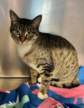 Rescue Tabby Cats for Adoption in Snow Hill, North Carolina - Zazu | PetCurious