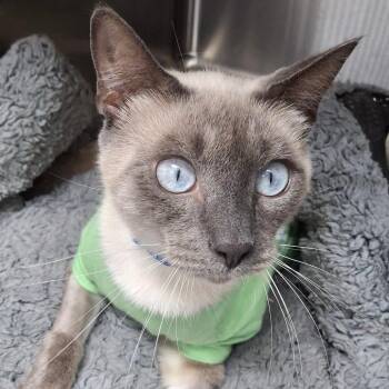 Siamese Cats Available for Adoption in Lakeland, Florida - Wales | PetCurious