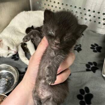 Angora -  Domestic Short Hair Cat for Adoption in Indianapolis, Indiana - Angora | PetCurious