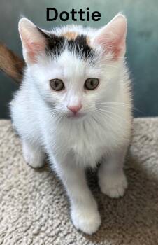 Calico Cats Available for Adoption in Weems, Virginia - Dottie | PetCurious