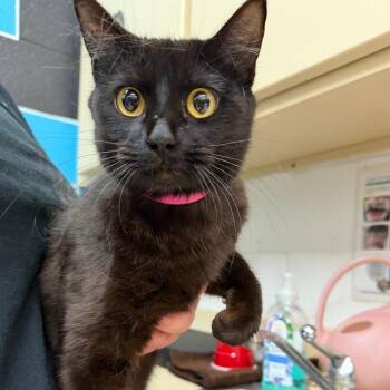Domestic Short Hair Cats Available for Adoption in Ardmore, Oklahoma - Jade | PetCurious