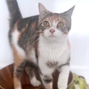 Romaine -  Domestic Short Hair Cat for Adoption in Brownsboro, Alabama - Romaine | PetCurious