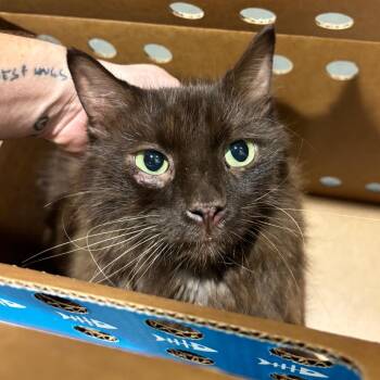 Beautiful -  Domestic Long Hair Cat for Adoption in Tampa, Florida - Beautiful | PetCurious